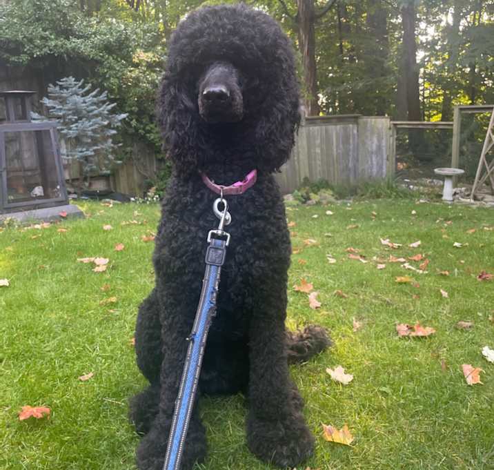 Photo of Petunia