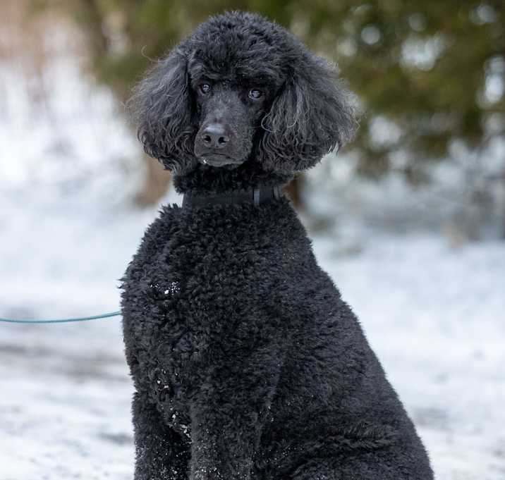 Photo of Rollo