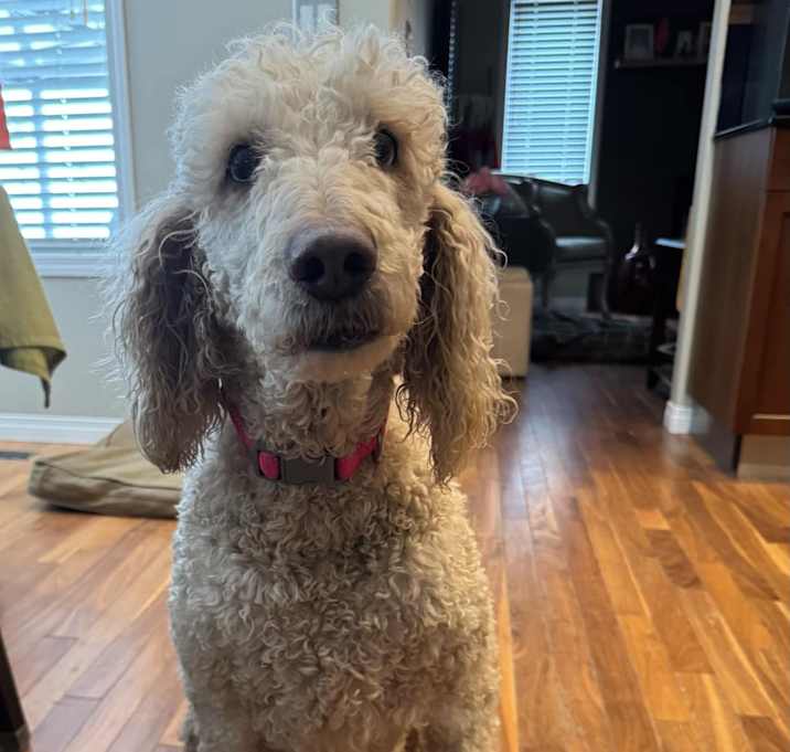 Photo of Ruby