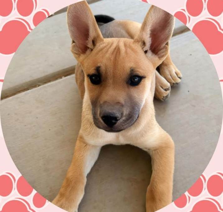 Photo of HERCULES