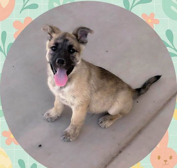 Photo of ARES