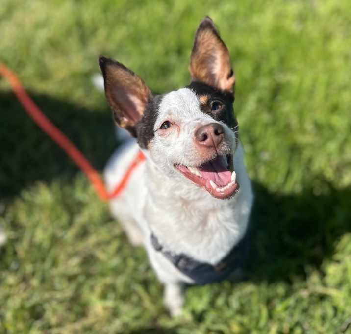Photo of Kiwi