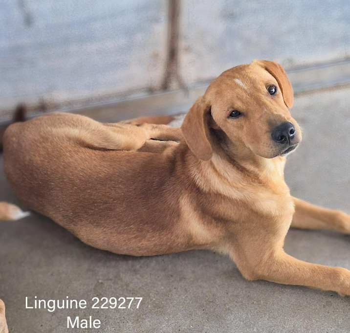 Photo of Linguine