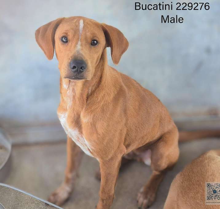 Photo of Bucatini