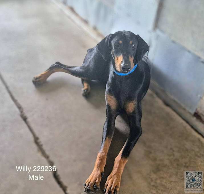 Photo of Willy