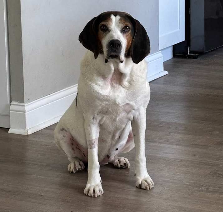 Photo of Pippa