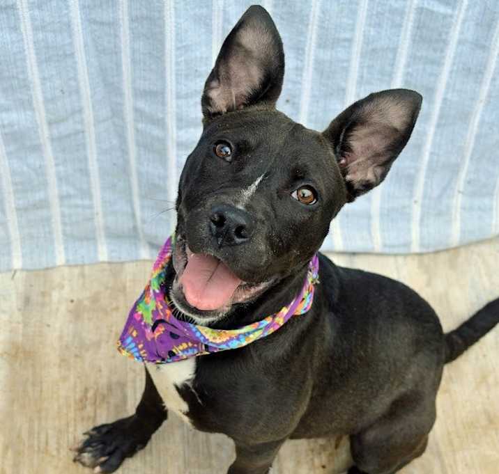 Photo of Nova