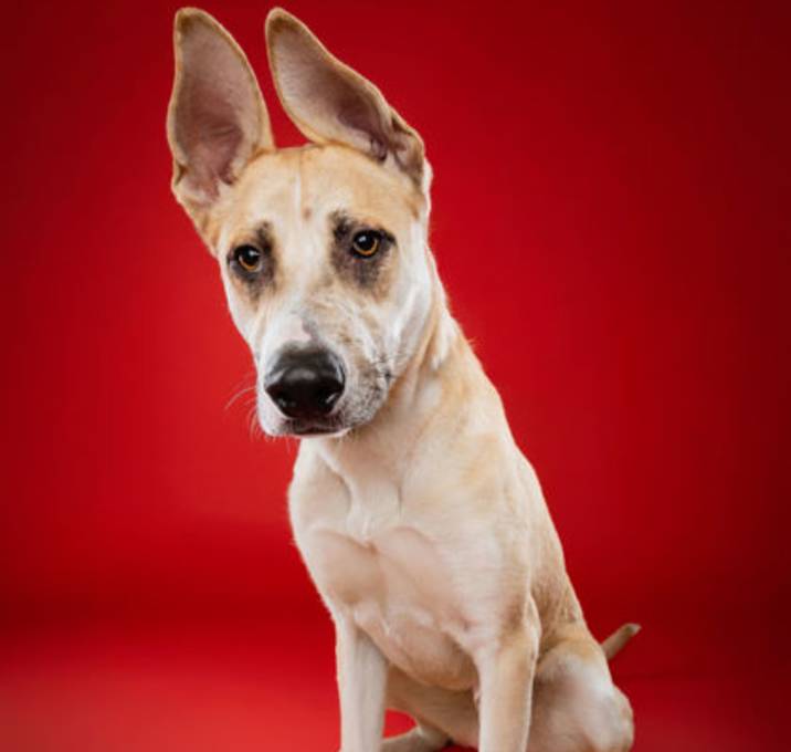 Photo of Hermes