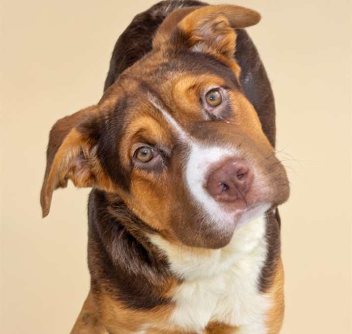 Photo of SHIMMER