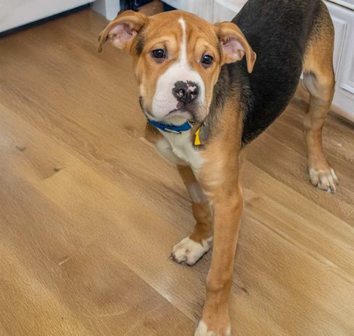 Photo of ISABELLE