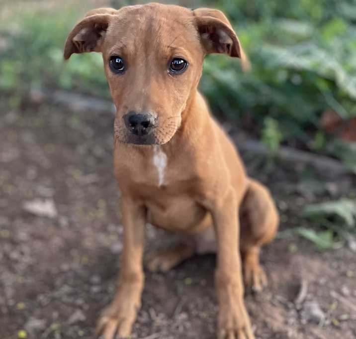 Photo of Millie