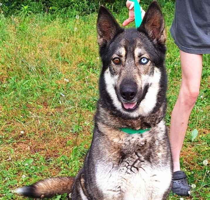 Photo of 250464  Harley