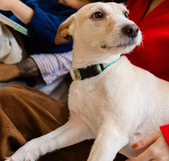 Photo of Kona