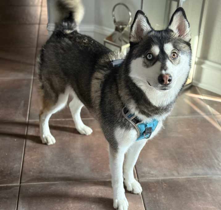 Photo of Blue