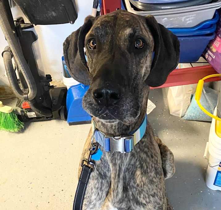 Photo of Diesel