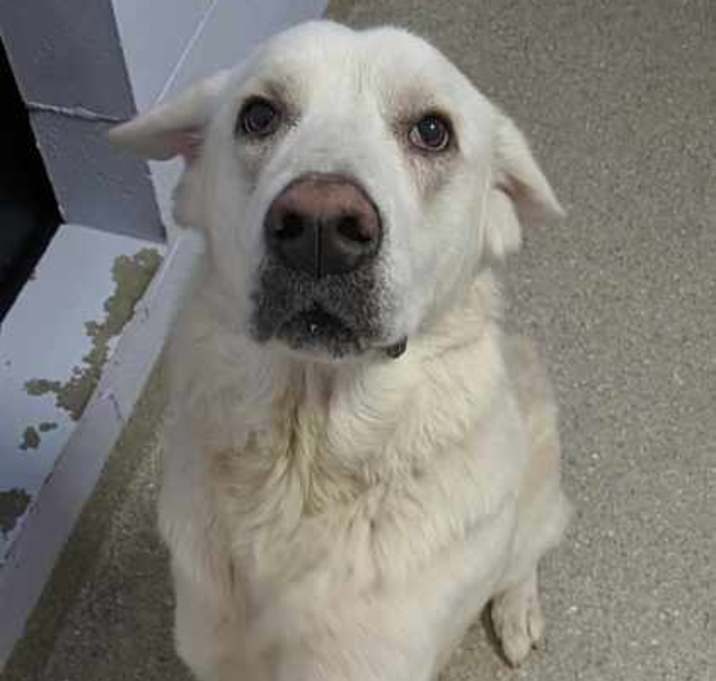 Photo of Nova