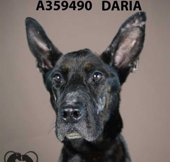 Photo of DARIA