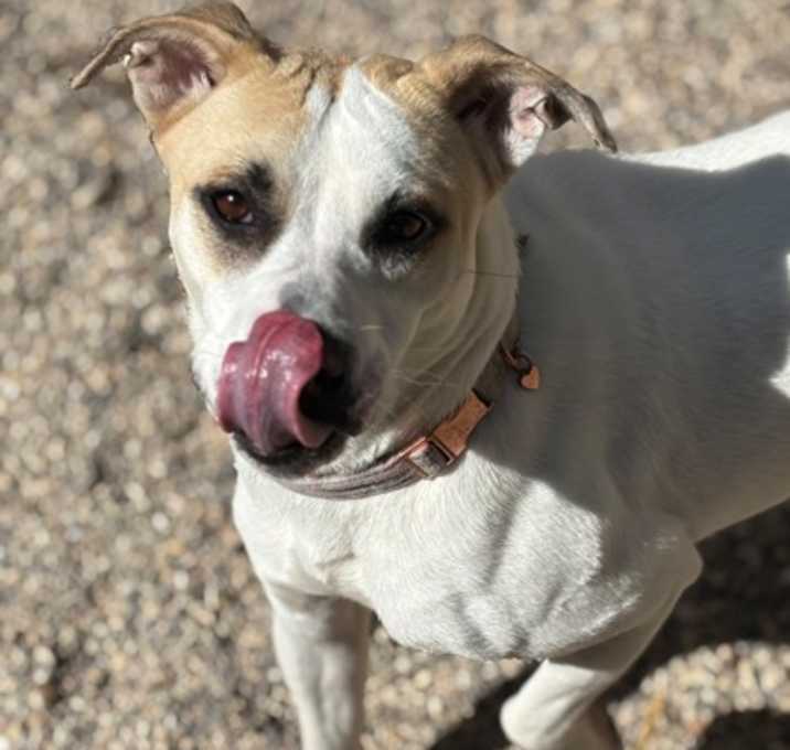 Photo of Dixie