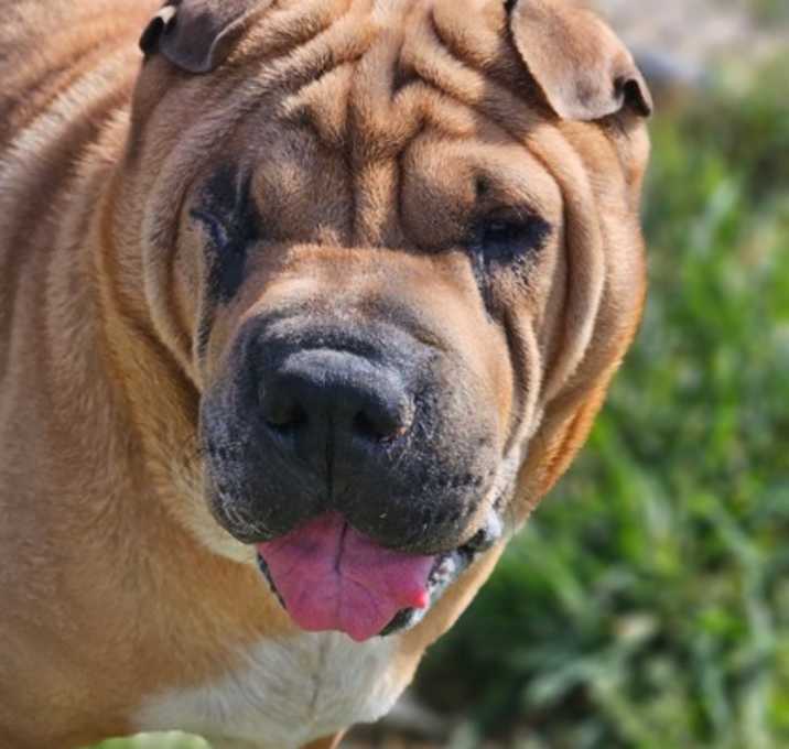 Photo of Cheyenne