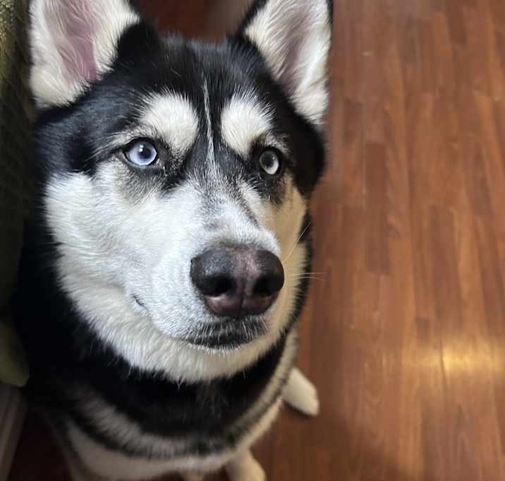 Photo of Donut