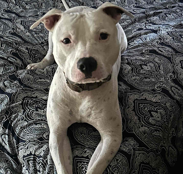 Photo of Mac