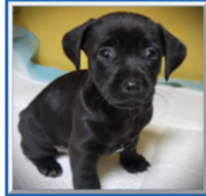 Photo of FEMALE: "Queso"