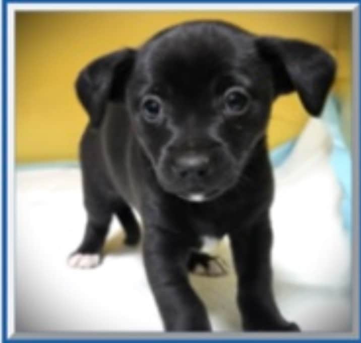 Photo of FEMALE: "Feta"