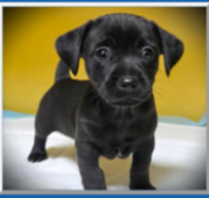 Photo of MALE: "Crumble"