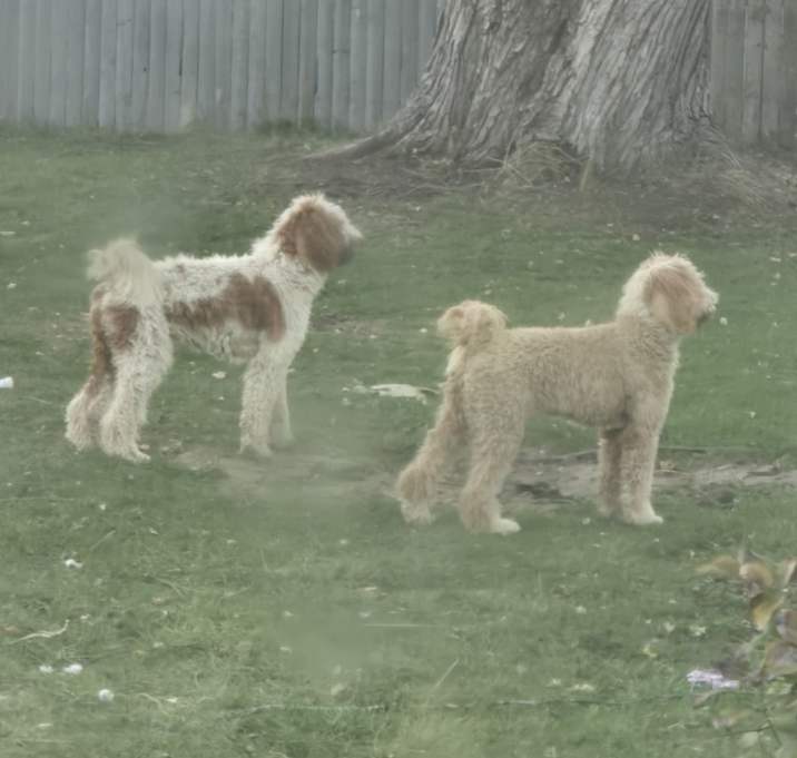 Photo of 2 of them Sharlet and Bristle