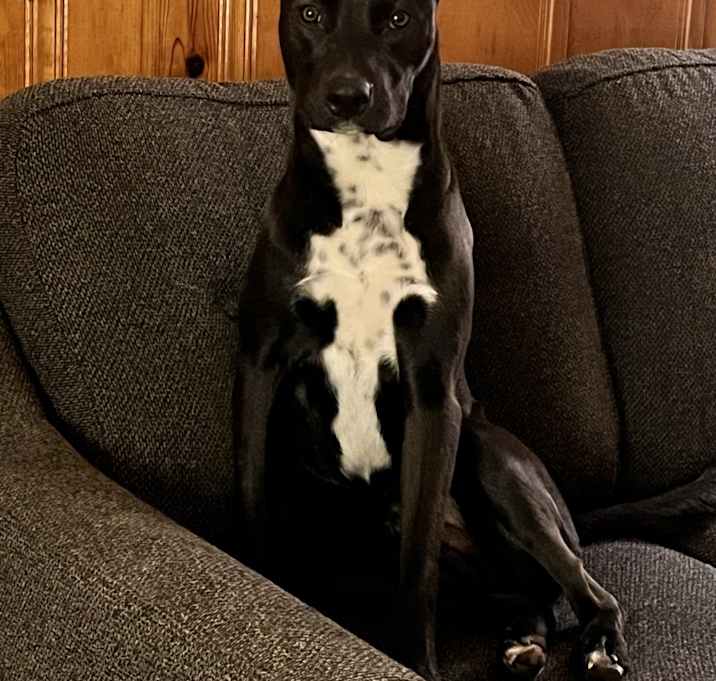 Photo of Dash