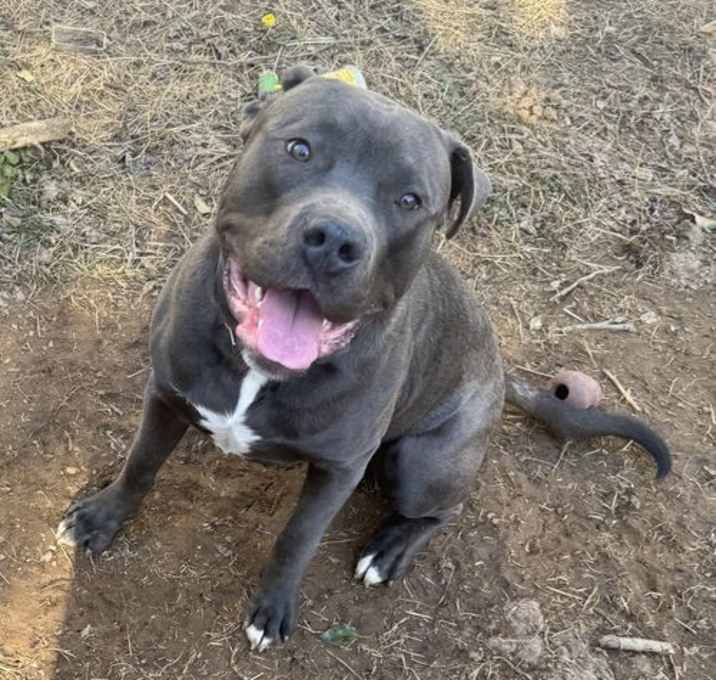 Photo of Gus aka Stinker