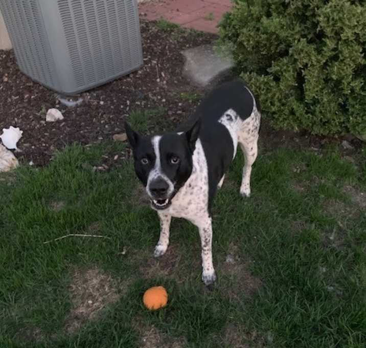 Photo of Scout