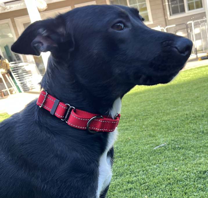 Photo of Julietta