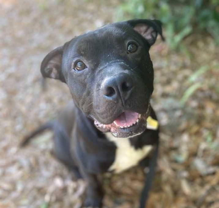 Photo of Shadow