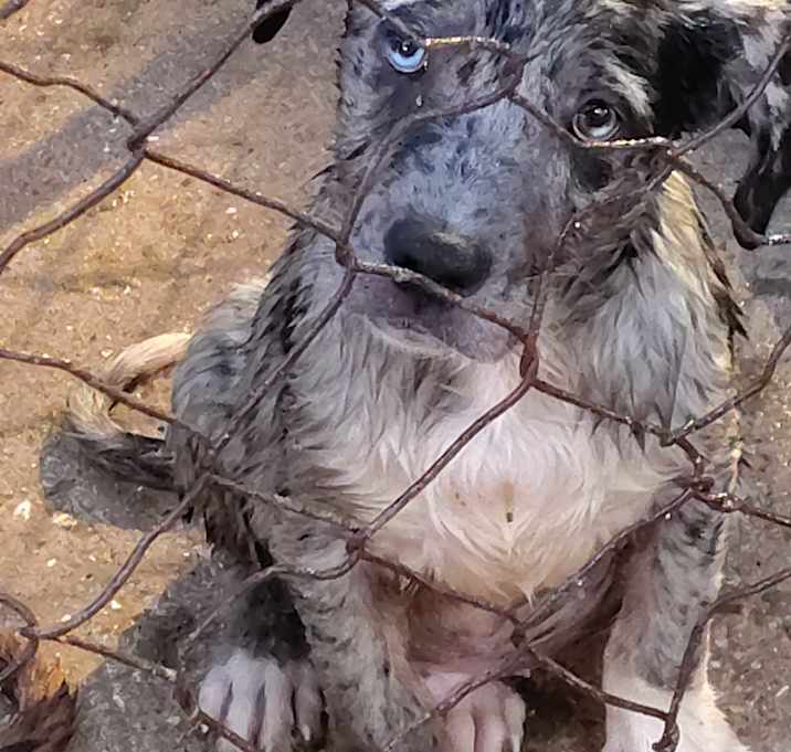 Photo of Whimpy