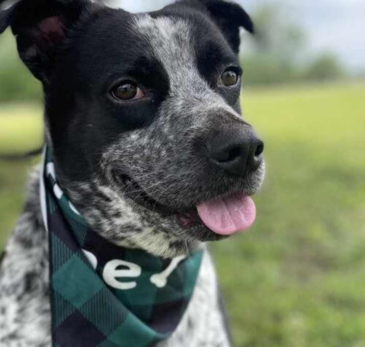 Photo of Buddy