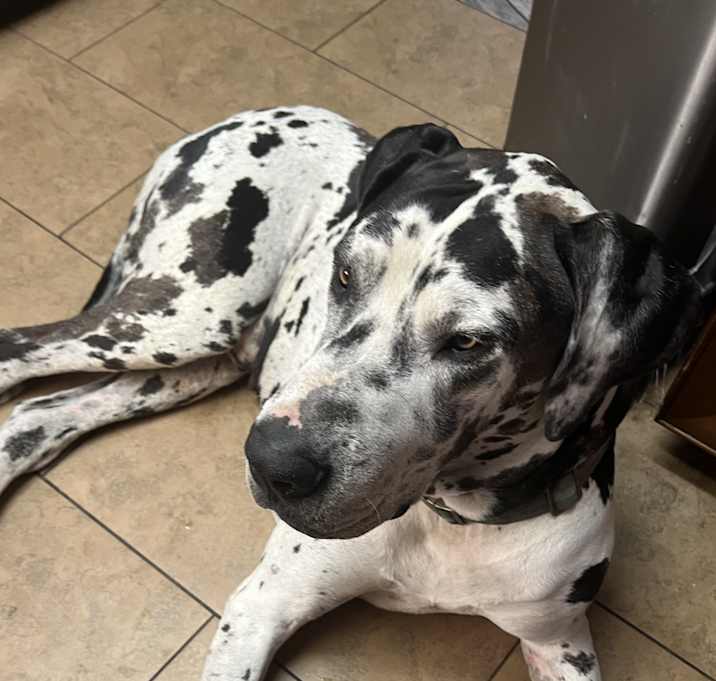Photo of Harley