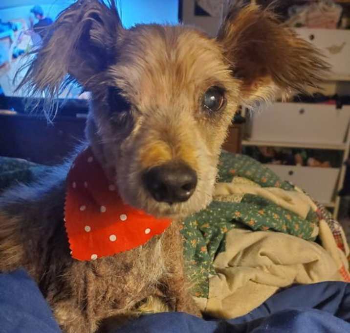 Photo of Otto