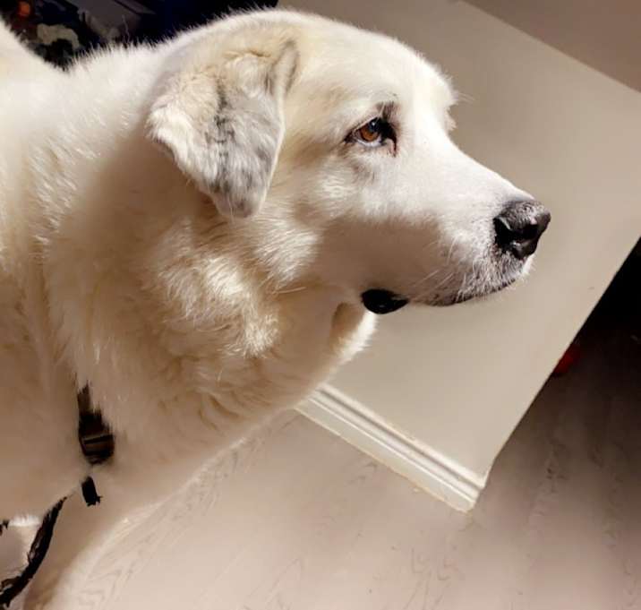 Photo of Jessie
