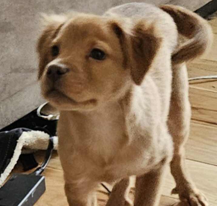 Photo of Ripley