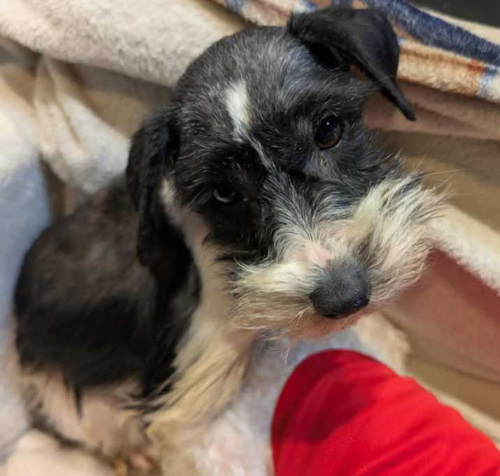 Photo of Sadie~adopted!