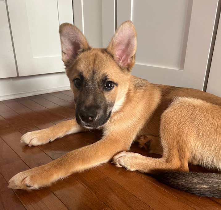 Photo of Apollo