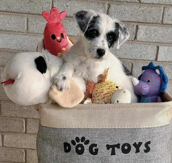 Photo of Josie