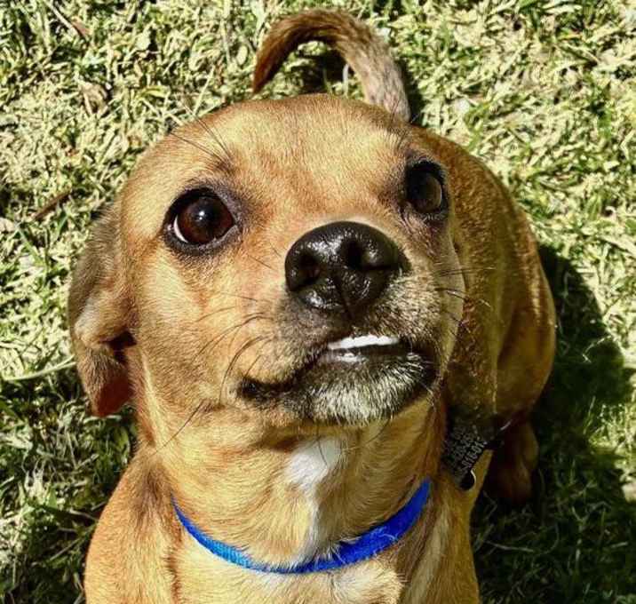 Photo of Rascal