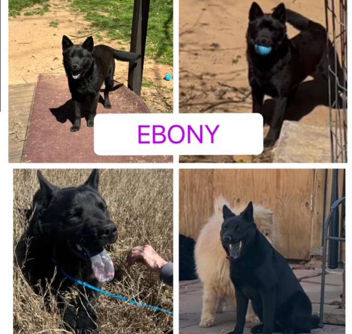 Photo of Ebony