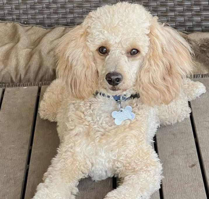 Photo of Alfie