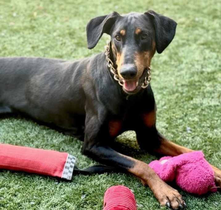 Photo of URGENT! SHELTER IS FULL