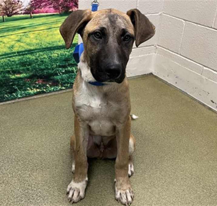 Photo of URGENT! SHELTER IS FULL