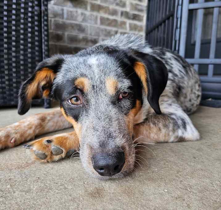Photo of Lyra B405