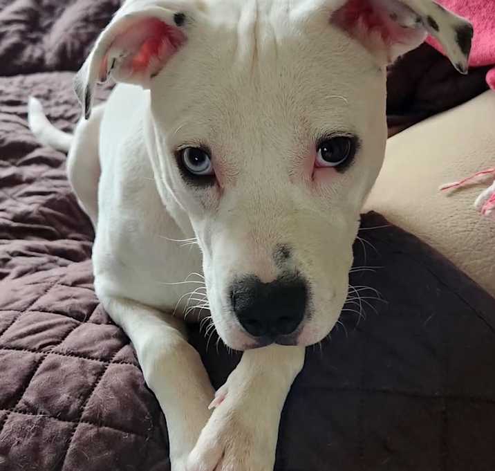 Photo of Arlo